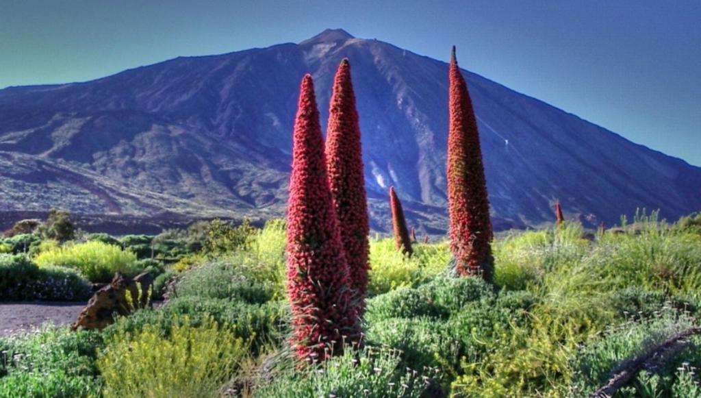 Marody Tenerife House Эль-Медано Экстерьер фото
